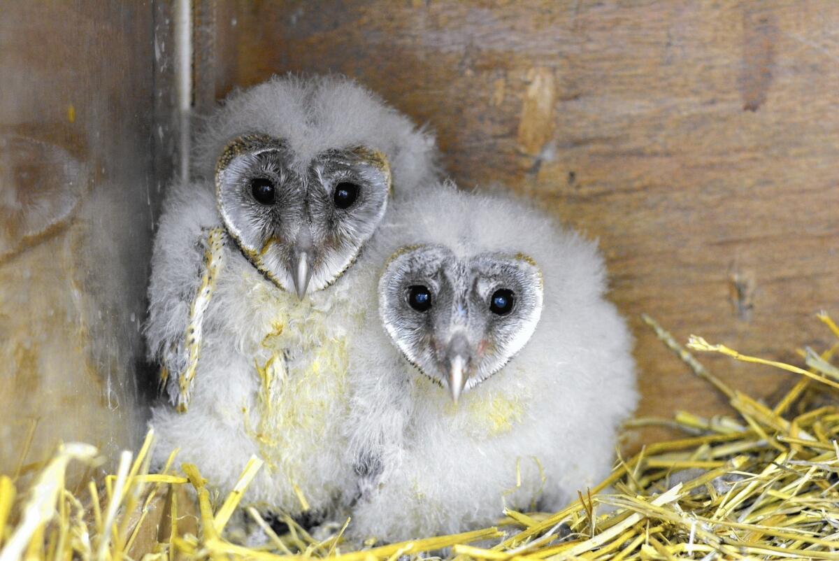 Two owlets rescued from a township by EcoSolutions, a South African urban ecology company that places owls in townships to control the rampant rat population. These owls will be fed and cared for by township children before they are released.