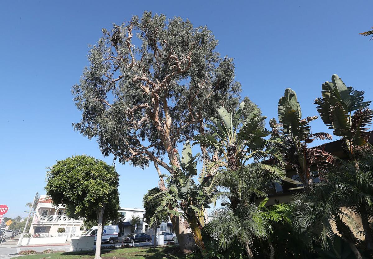 The eucalyptus tree near the Balboa Branch Library.