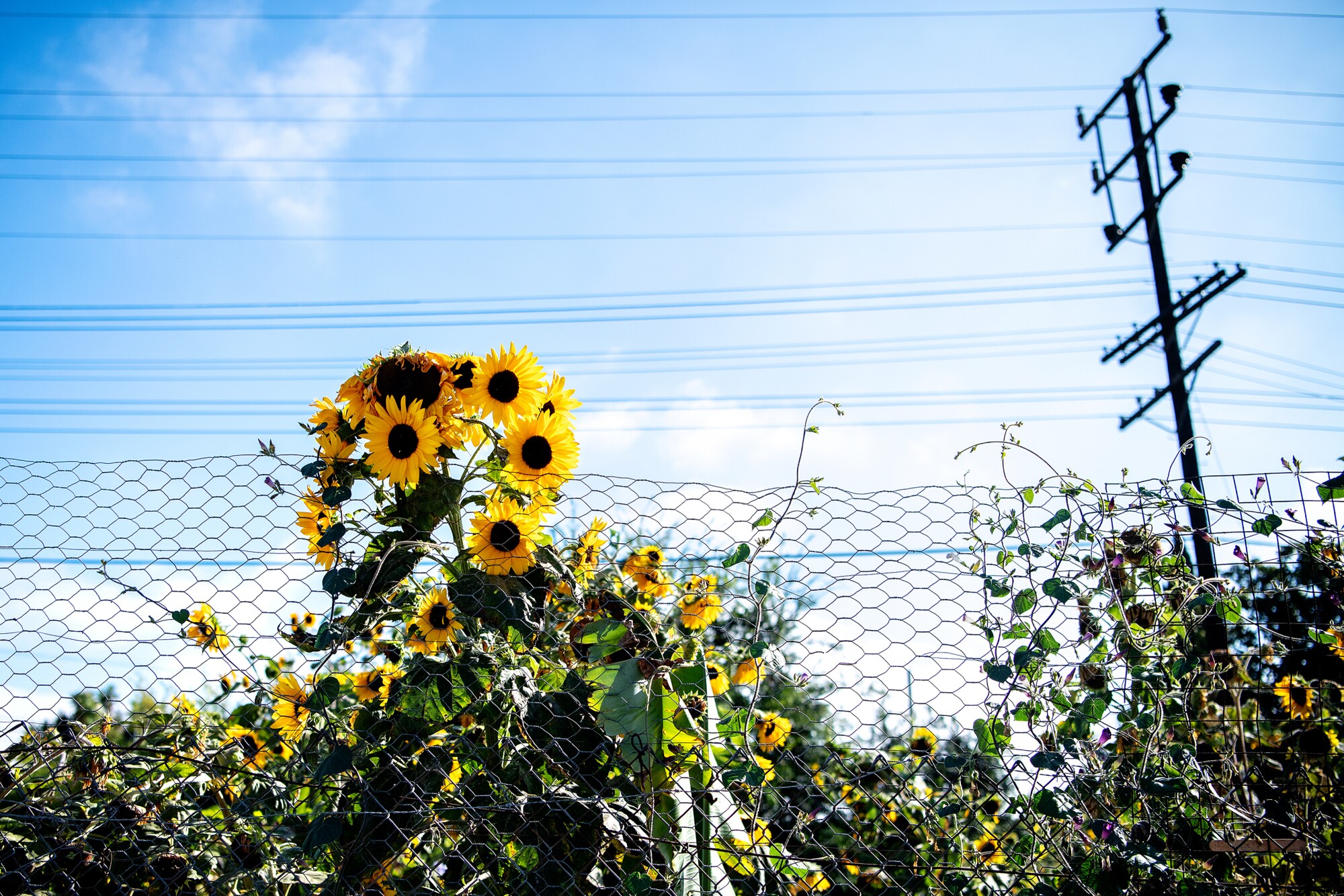 Sunflowers and vines line some metal fencing.