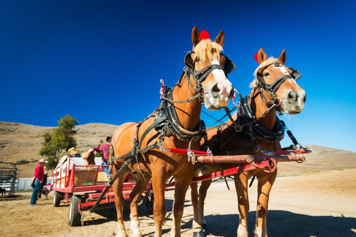 Savor the Central Coast's Adventure Tours in September include a daytime picnic with the Clydesdales at a ranch in Cambria.