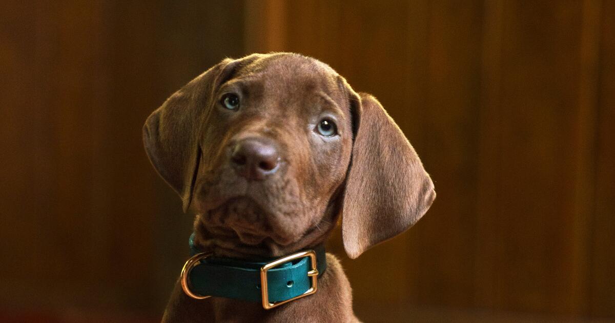 “Scooby-Doo : Origins” sur Netflix présente son adorable chiot réel