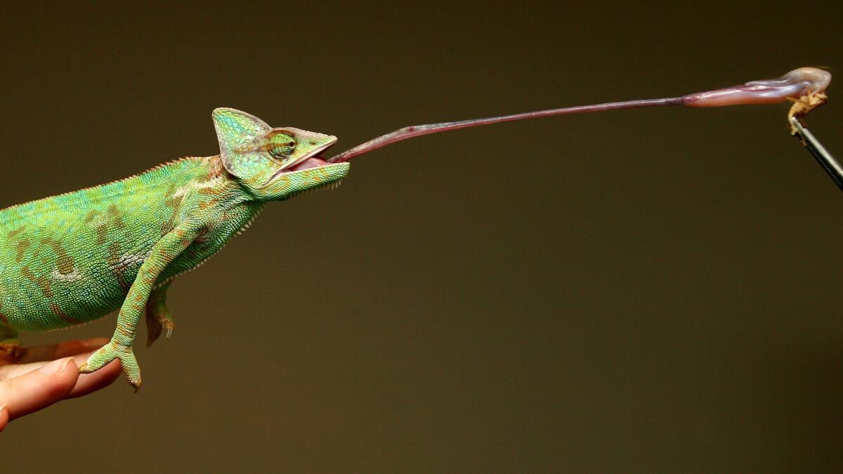 Chameleons can do much more than change colors. A new study shows how they're able to use their tongues to hold on to prey.