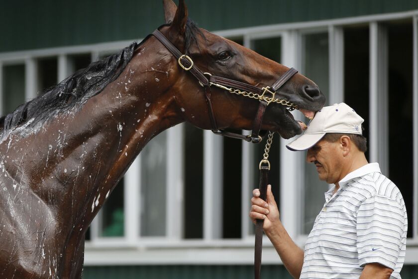 Kentucky Derby and Preakness Stakes winner American Pharoah nips at his groom's hat during a bath after working out at Belmont Park.