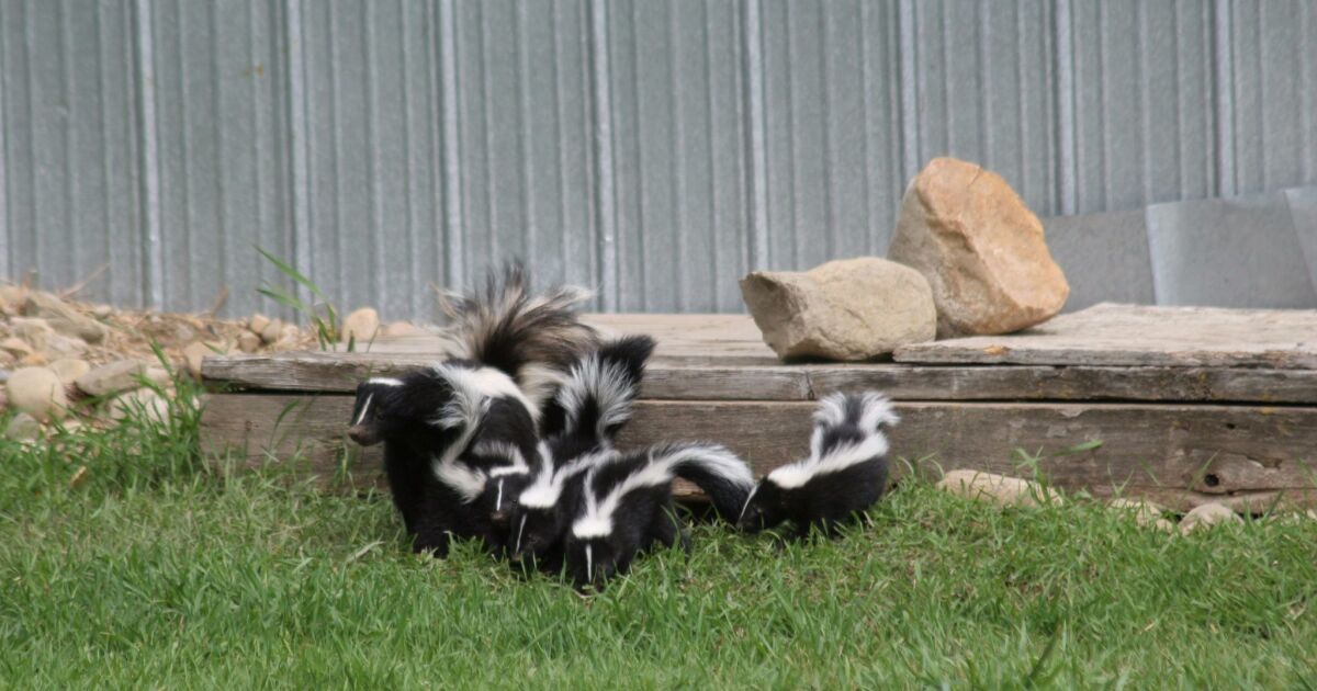 Why Does Tomato Juice Remove Skunk Smell? Exploring The Science Behind The Myth