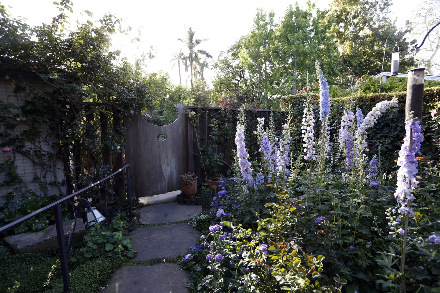 The view from Newmar's front porch includes a bed of Pacific Giant hybrid 'Camelliard' delphiniums and Everest ageratum. She designed the wooden garden gate with its peekaboo hole. To the left, a climbing Eden rose camouflages the garage.