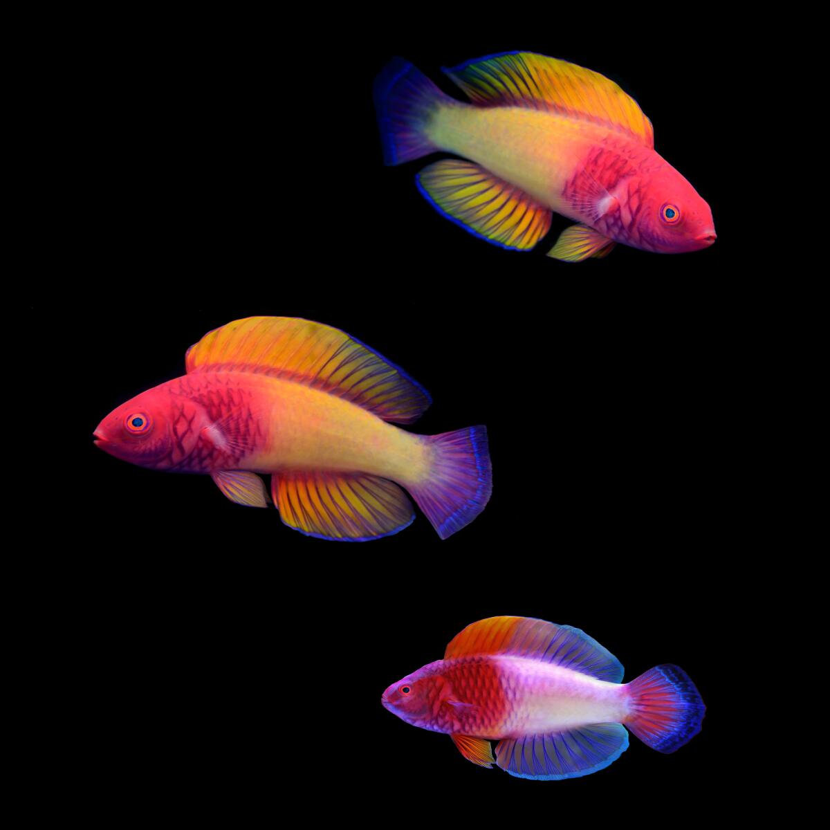 Three multicolored tropical fish swim against a black background.