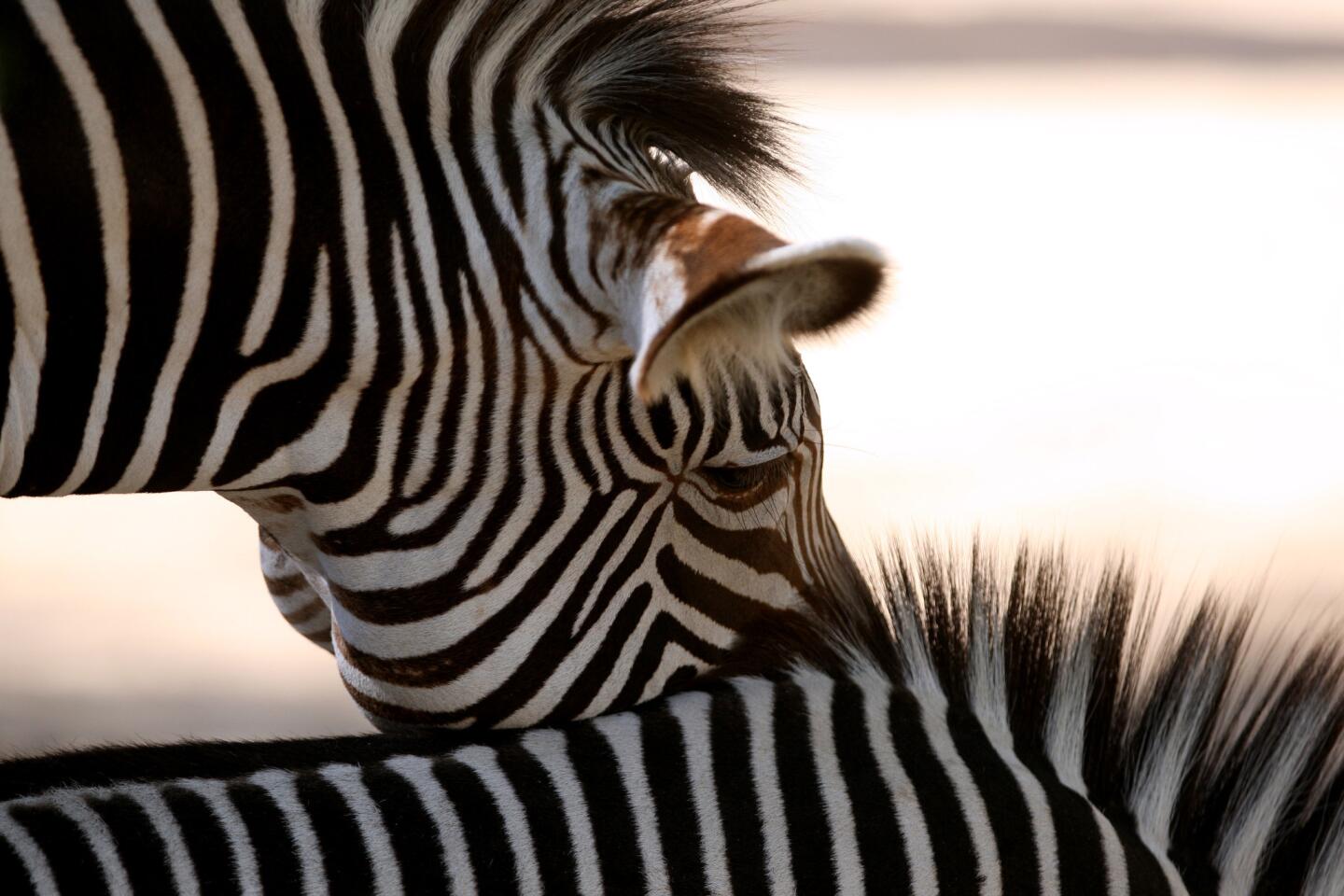 Photo Gallery: New breeding group of Grevy's zebras on display now at the L.A. Zoo