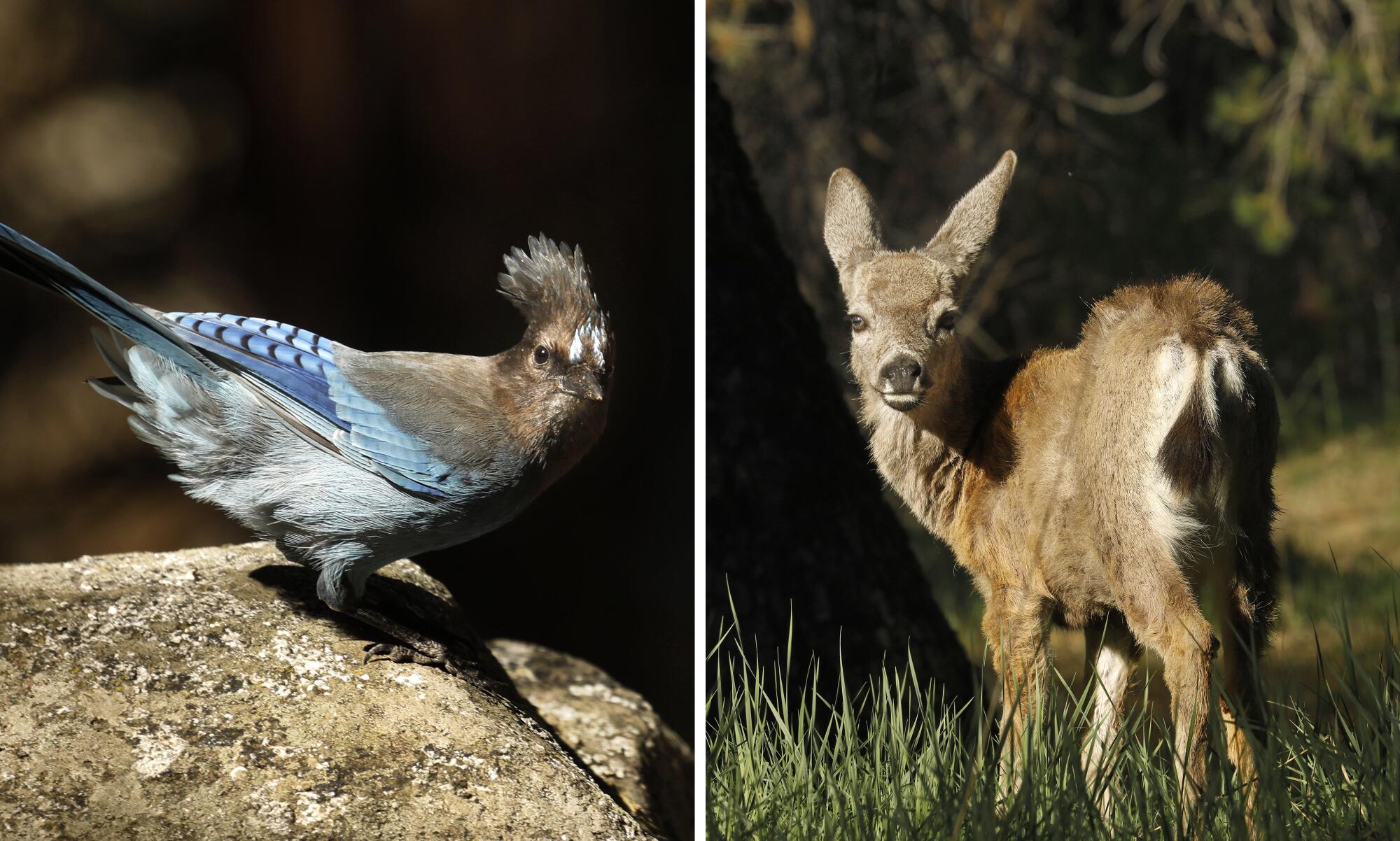 Diptych of a small gray bird with blue wings on a rock, and a small deer standing in the grass