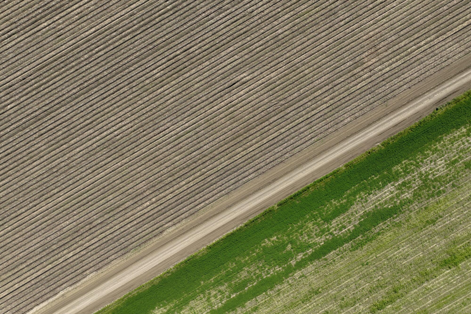 An aerial view of an asparagus field. 