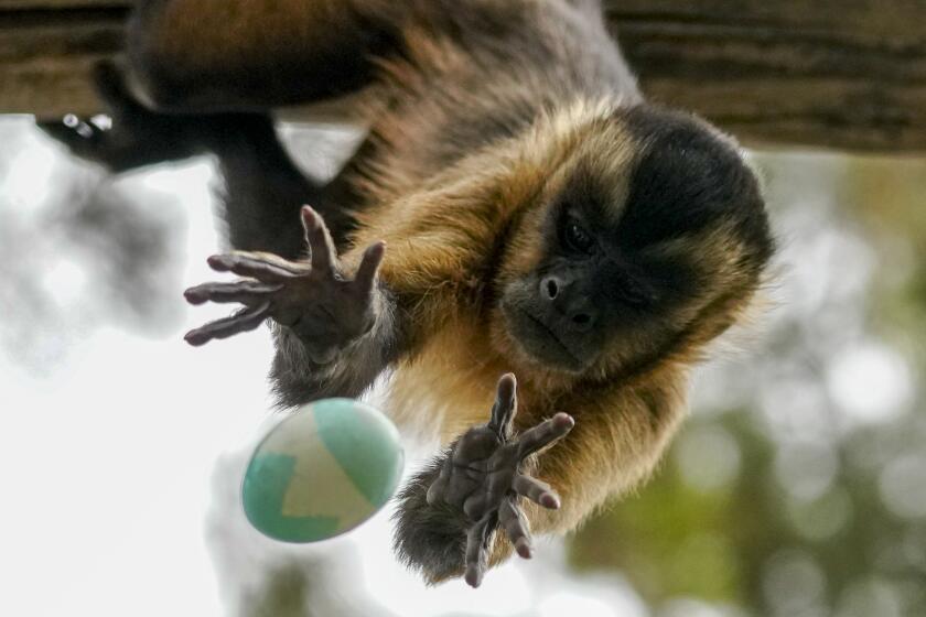 A monkey reaches out to catch an Easter egg filled with treats, tossed by a zookeeper at the Buin Zoo in Santiago, Chile, March 31, 2024. (AP Photo/Esteban Felix)