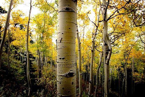 Aspen leaves begin their autumn change of color along a footpath above Ward, Colo.