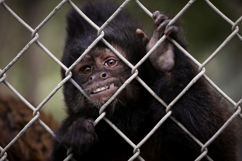SANTA ANA-CA - DECEMBER 2, 2022: Crested capuchin Mateo lives at the Santa Ana Zoo on Friday, December 2, 2022. (Christina House / Los Angeles Times)