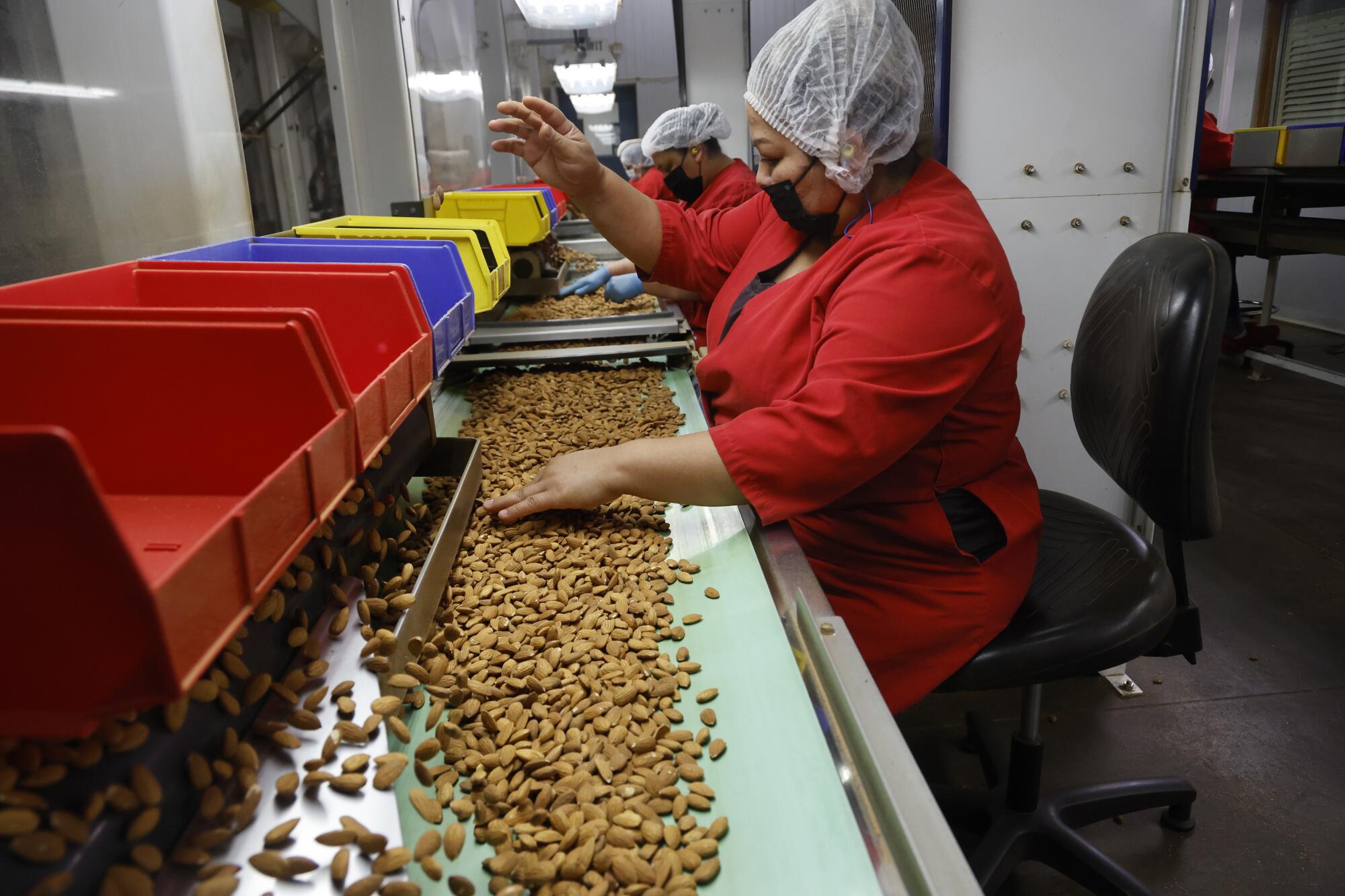 Workers remove unacceptable almonds in Manteca.