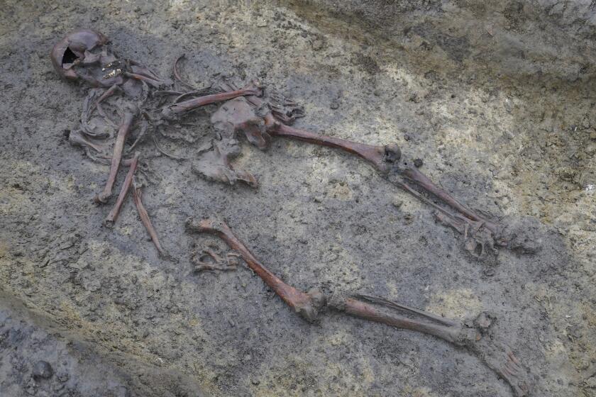 Skeletons and skulls sit in graves at an excavation site of a 10th century Viking burial ground in Aasum, Denmark, Monday, Oct. 7, 2024. (AP Photo/James Brooks)