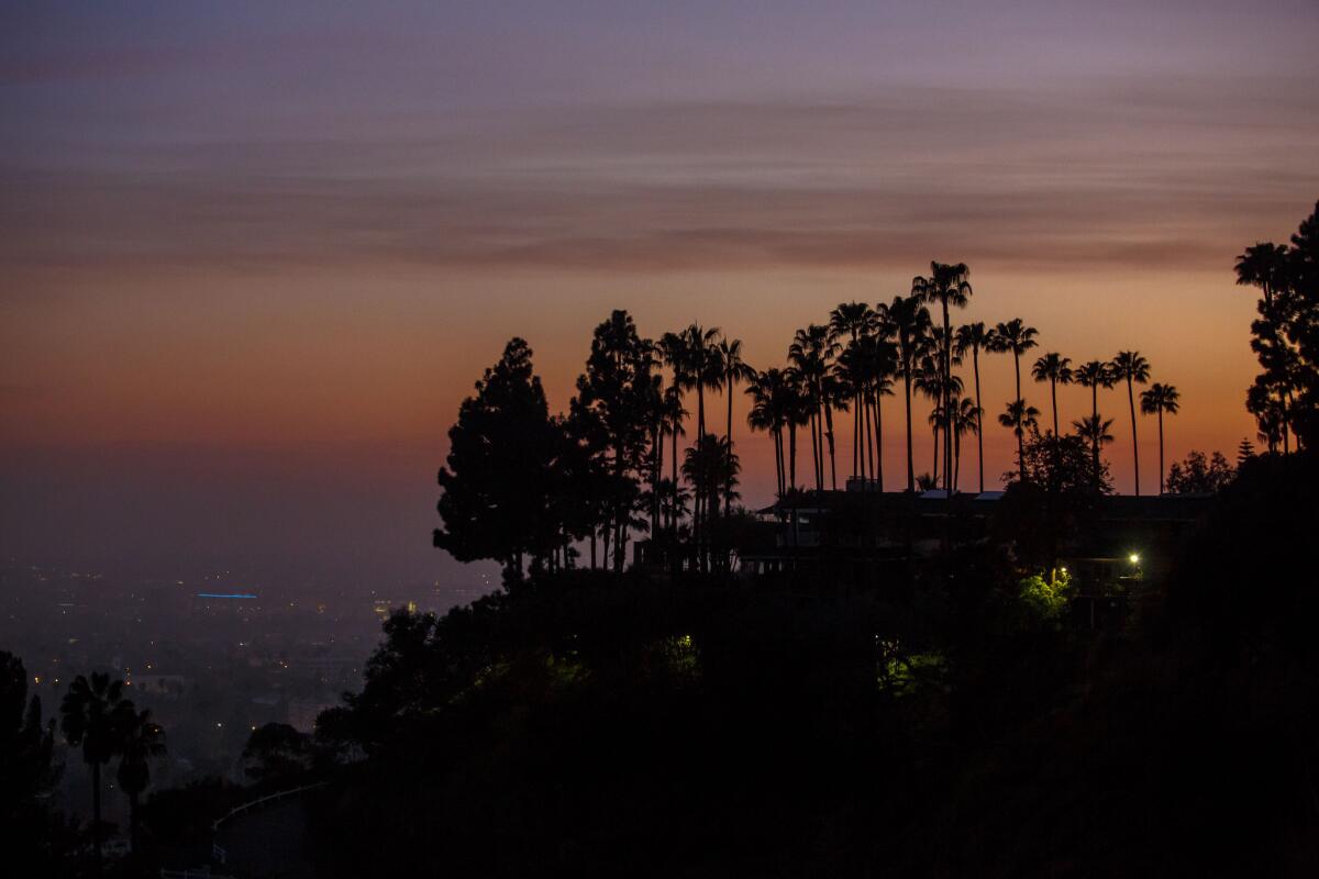 Palm trees on the Hollywood Hills silhouetted against the dusk sky on March 01, 2016.