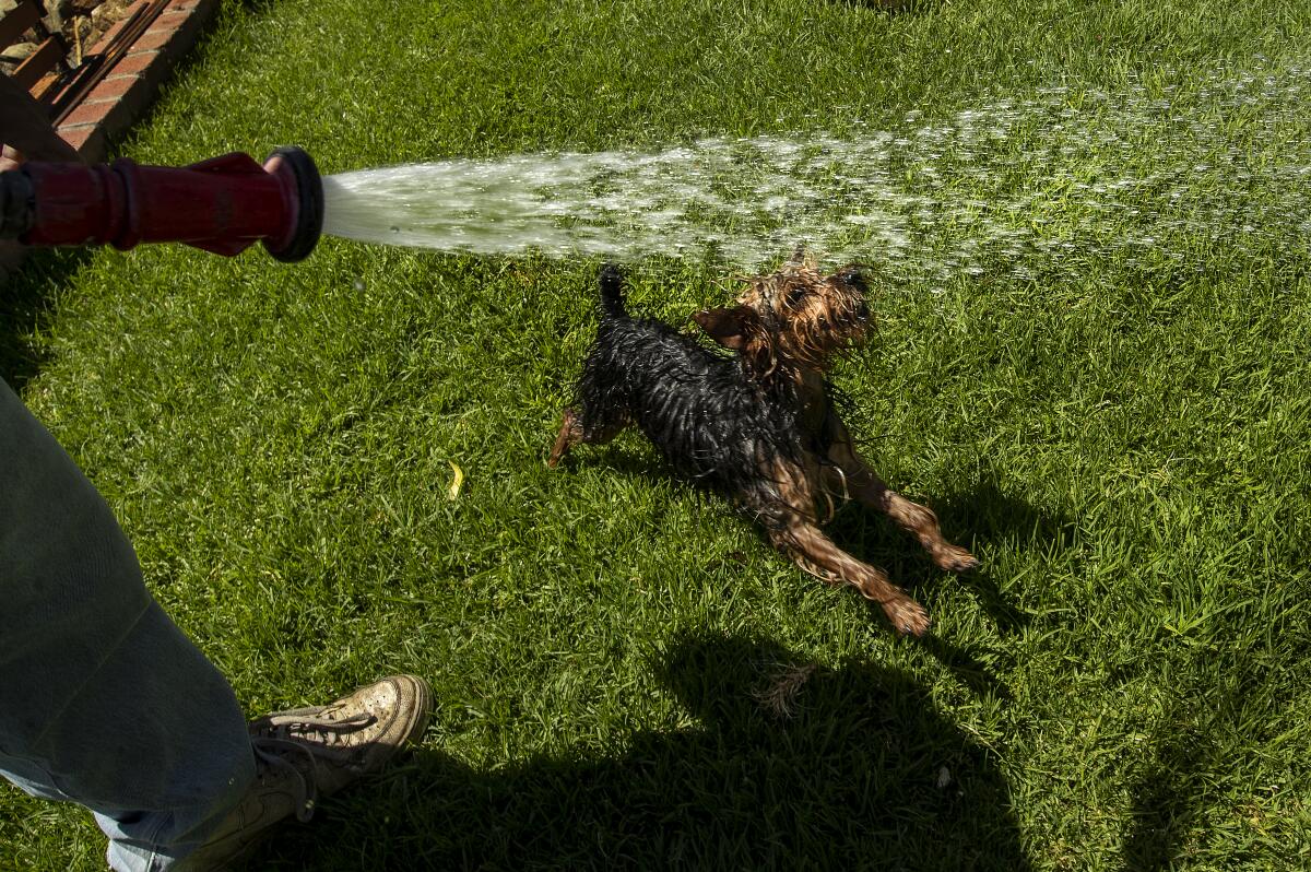 A dog jumps into a stream of water flowing from a garden hose.