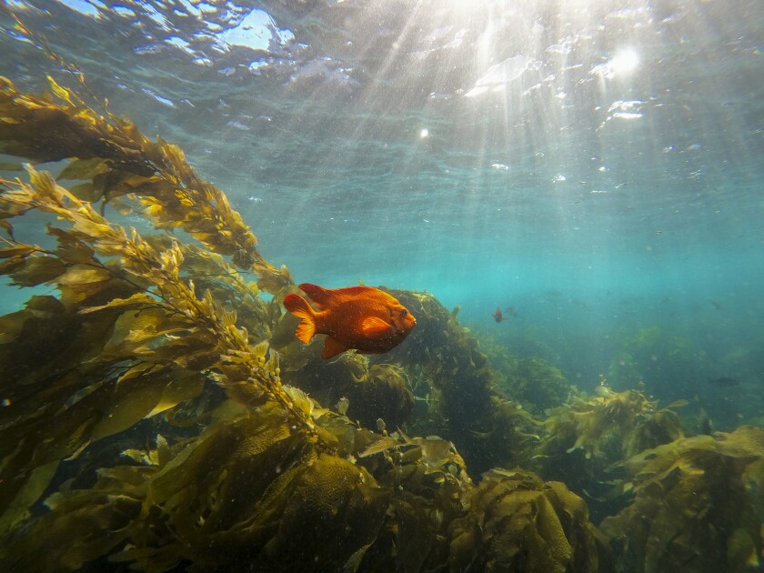 A garibaldi, the California state marine fish, swims through a kelp forest near Catalina Island.