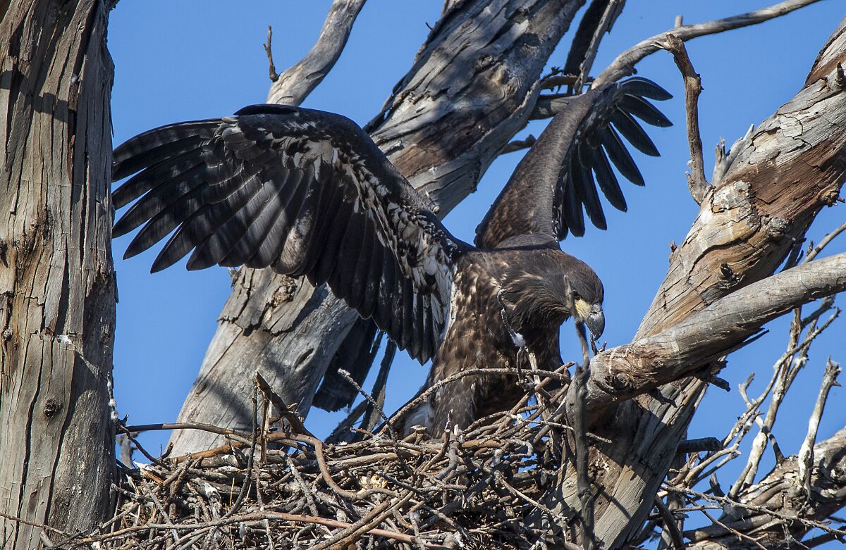 A juvenile bald eagle perches on a branch in north Orange County.