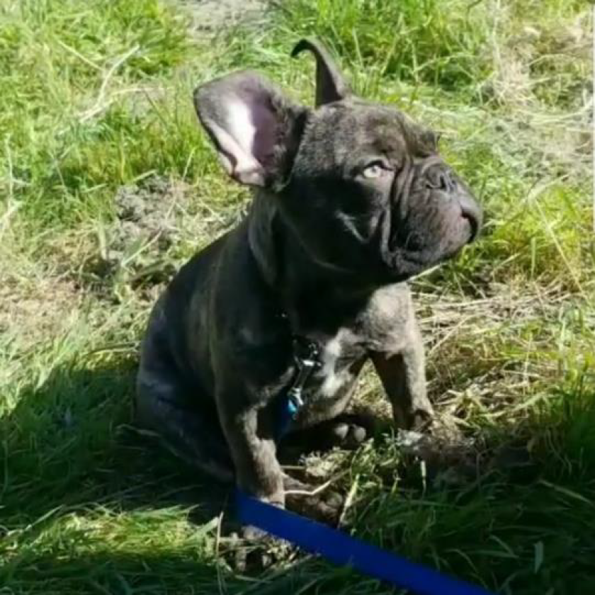 A stolen 5-month-old French bulldog named Cain has been reunited with its owner, the Glendale Police Department announced Monday.