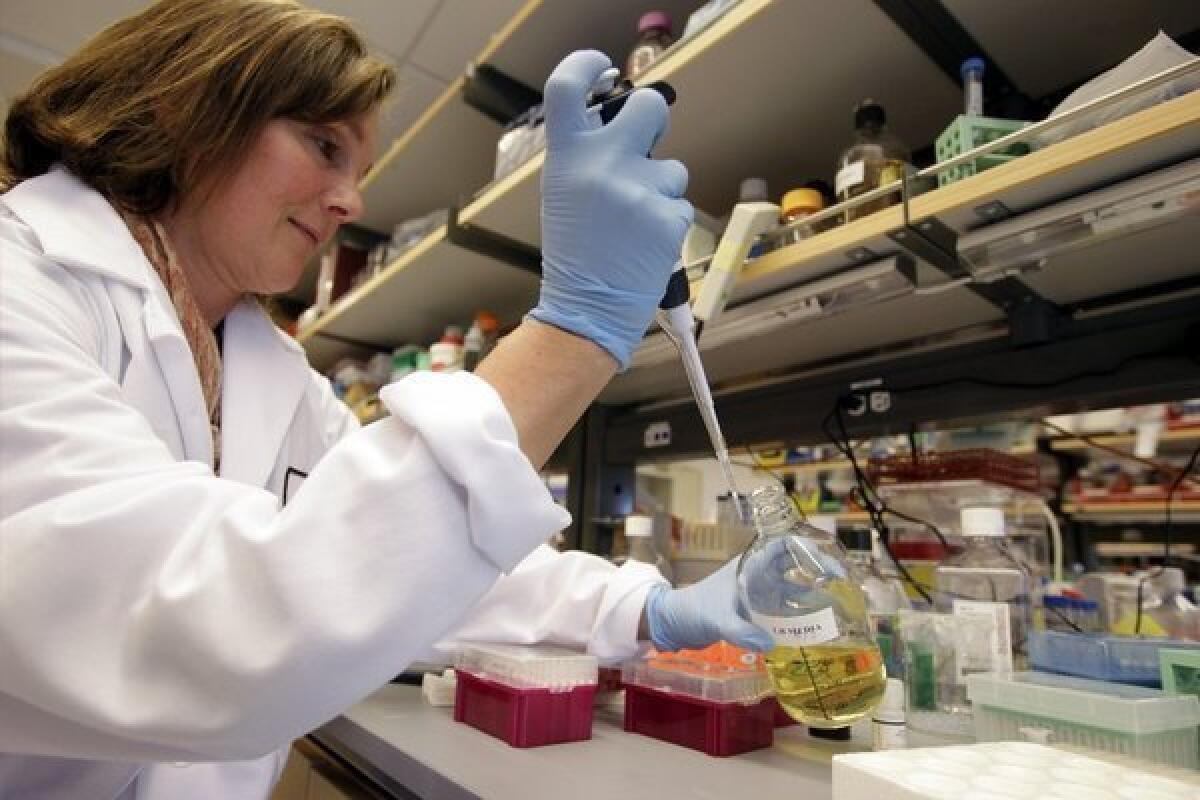 Researcher Terry Storm in a stem cell lab at Stanford University. California's stem cell agency, CIRM, has funded research at dozens of institutions, but has come under fire for governance issues.