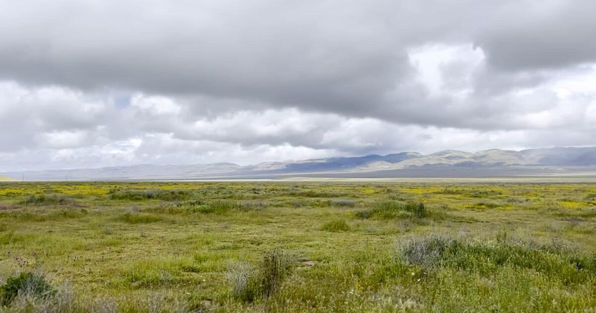 Süper çiçeklenme olmadığında Carrizo Ovası'ndaki kır çiçekleri şimdi nasıl?