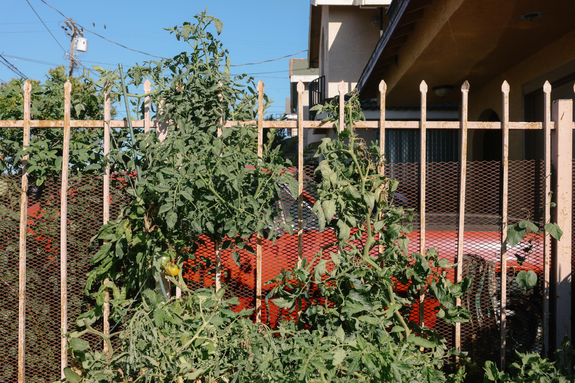 A metal fence with tomato vines climbing it