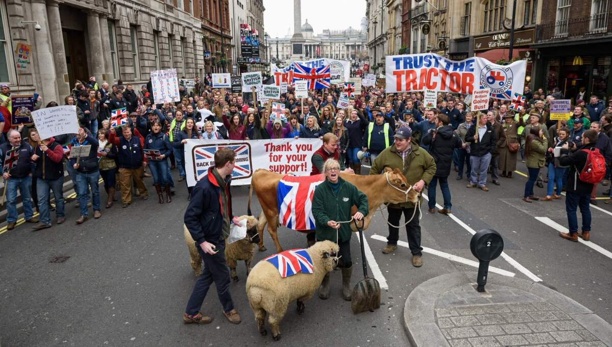 Cows and sheep are led along Whitehall during a march to Downing Street by the farming community to promote British farming in central London on March 23, 2016.