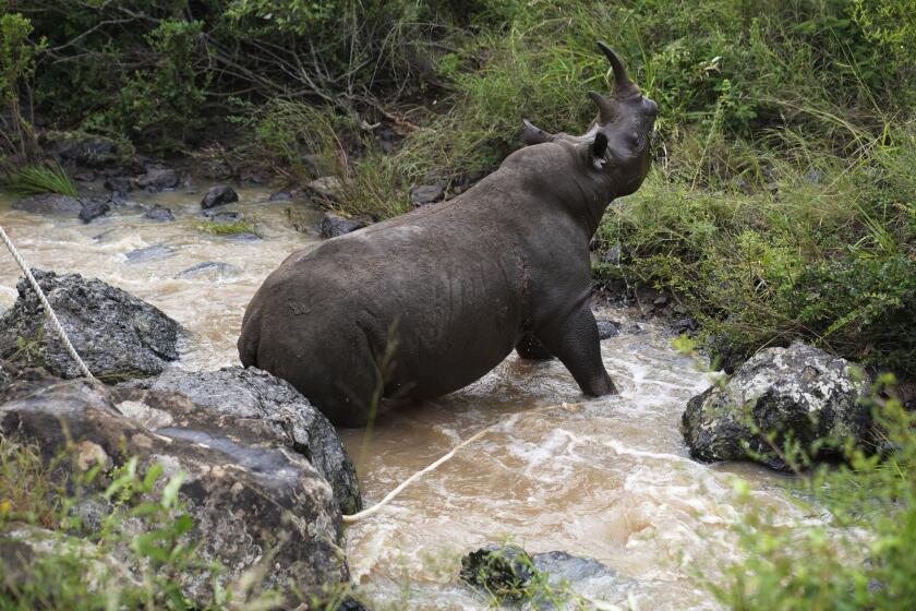 Un rinoceronte negro sedado es rescatado por los guardabosques de Kenia en un riachuelo del Parque Nacional de Nairobi, Kenia, el martes 16 de enero de 2024. (AP Foto/Brian Inganga)