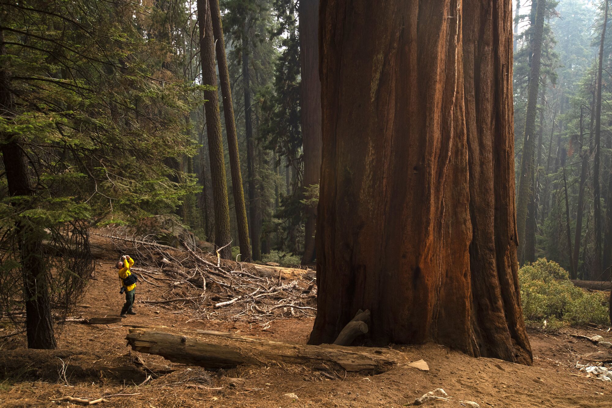 A news photographer looks up at a giant sequoia amid smoke