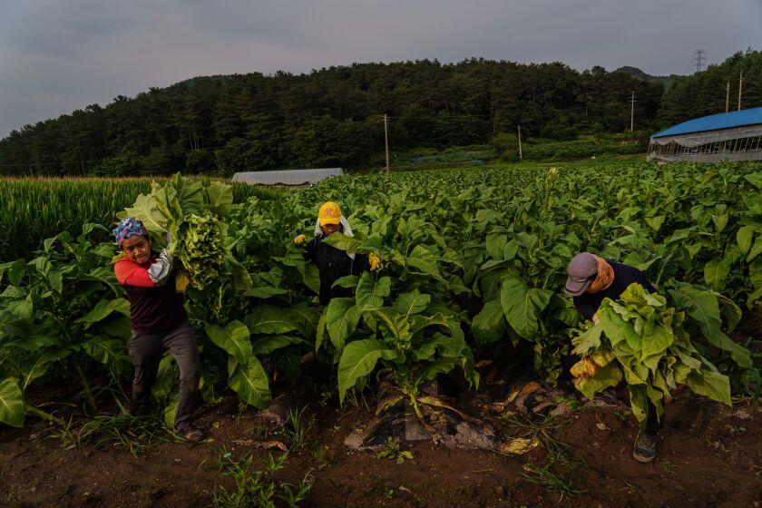 BOKHEUNG-MYEON, SOUTH KOREA -- WEDNESDAY, JULY 8, 2020: Thai migrant workers work in Park Jong-bum's tobacco fields in Bokheung-Myeon, South Korea, on July 8, 2020. (Marcus Yam / Los Angeles Times)