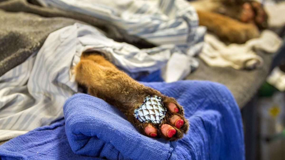 A mountain lion club, injured in a wildfire, rests after being fitted with a biologic bandage made of tilapia skin.