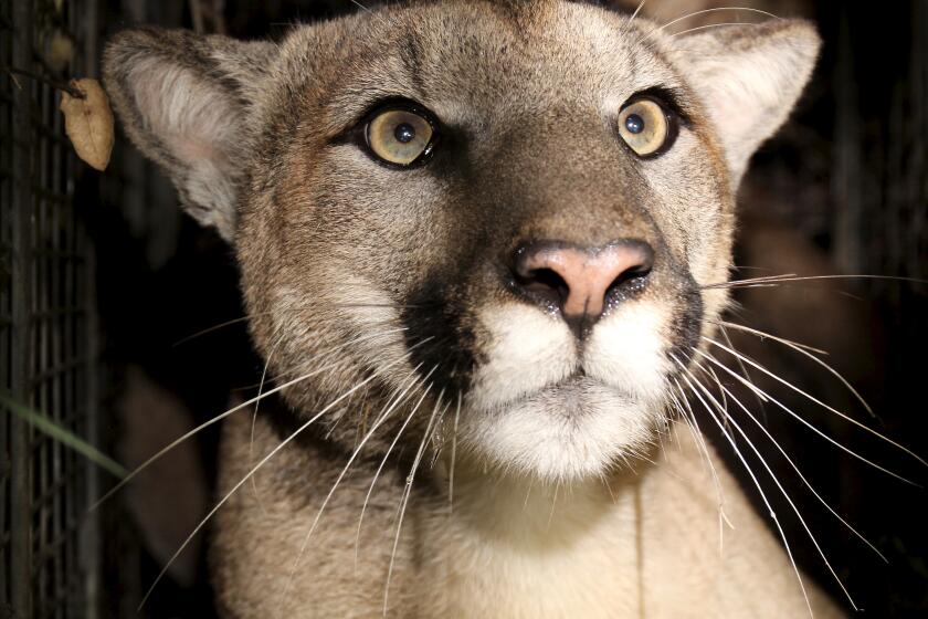 a close-up of a mountain lion's face, tan in color, with whiskers, a pink nose, and yellow/green eyes