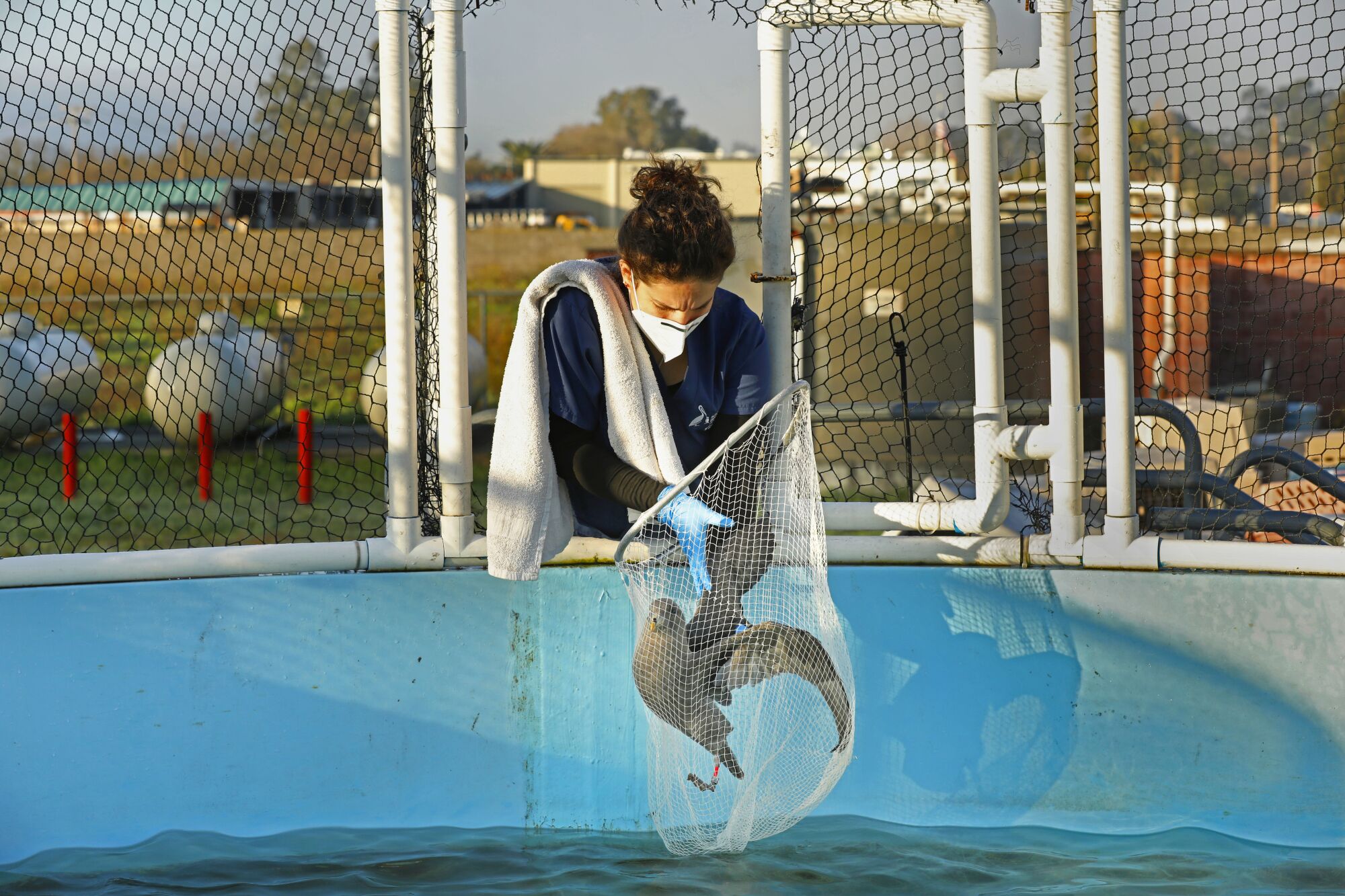 Kelly Beffa captures one of seven fulmars ready for release back into the wild.