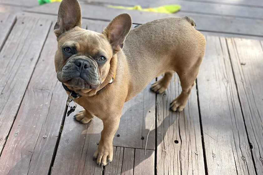 Photo of a French bull dog stolen in West Hollywood named Jag.