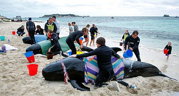 Whales beached in Australia