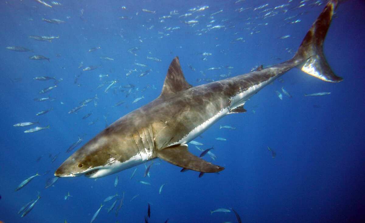 A great white shark plies waters at Guadalupe Island in 2007.
