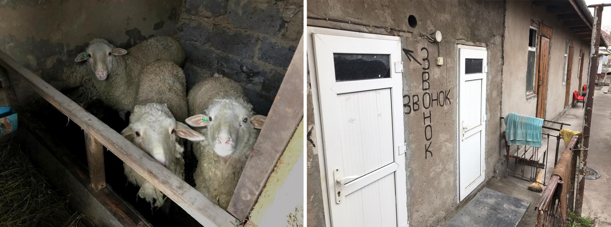 At left, a photo of three sheep in an indoor pen; at right, the exterior of a building with two white doors 