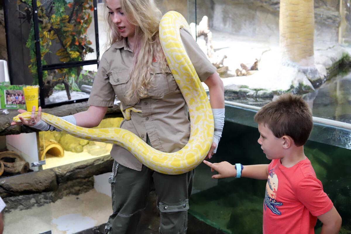 Sam Carter, a reptile handler, shows guests a Burmese python named Banana.