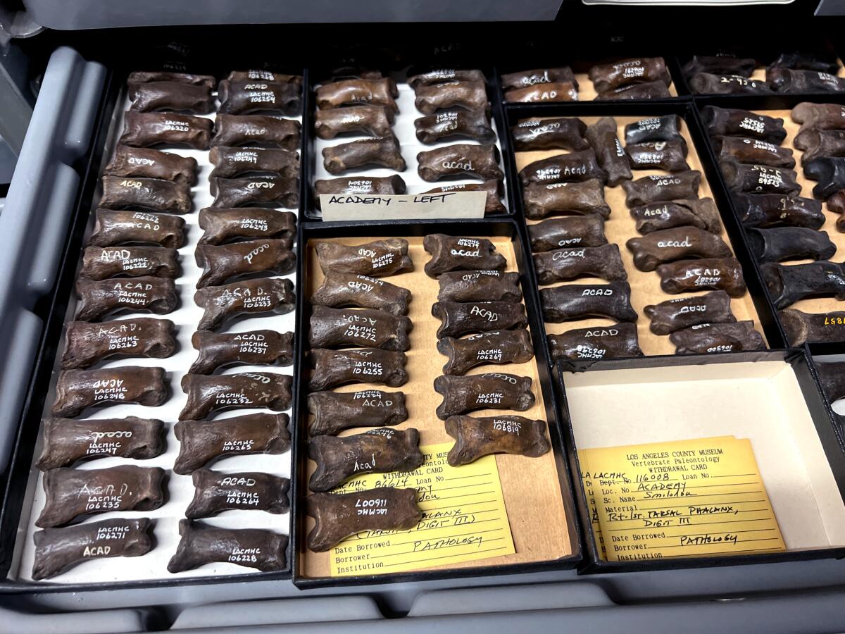 A collection of sabertooth cat toe bones with the distinctive “La Brea Brown” color of fossils found in the tar pits.