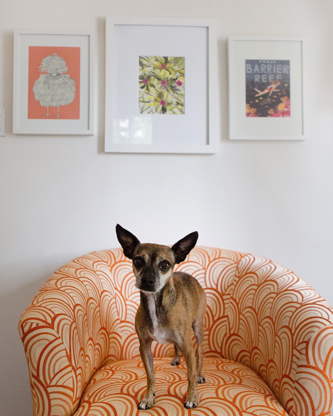 A dog stands on a chair