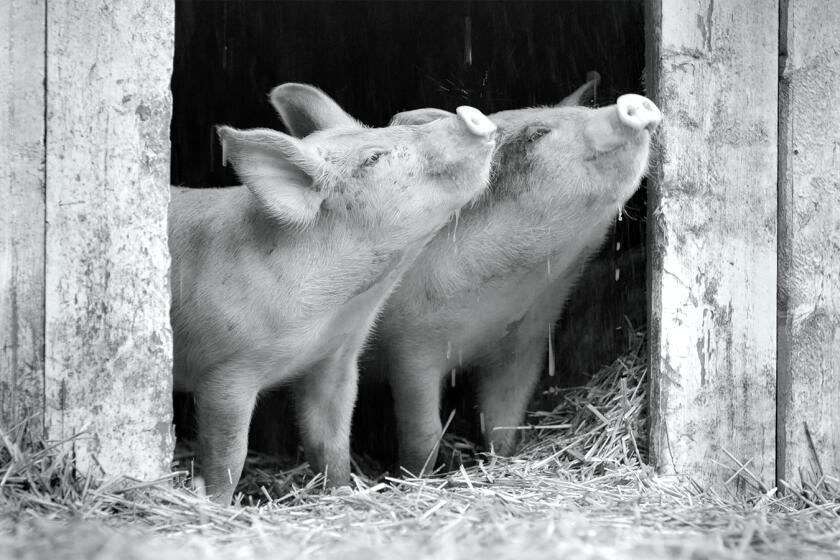 Two piglets enjoy the barnyard in the documentary "Gunda."