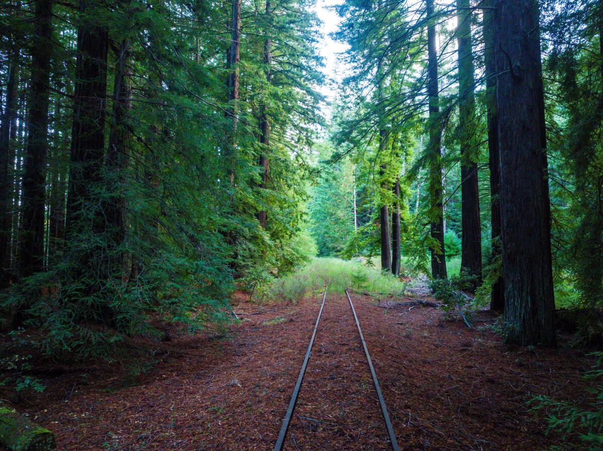 The relatively flat Great Redwood Trail would accommodate hikers, bicyclists and horseback riders.