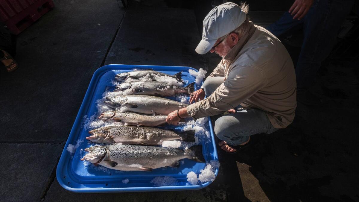 Riley Starks of Lummi Island Wild, a seafood company, shows three of the farm-raised Atlantic salmon that were caught alongside four healthy Kings in Point Williams, Wash.