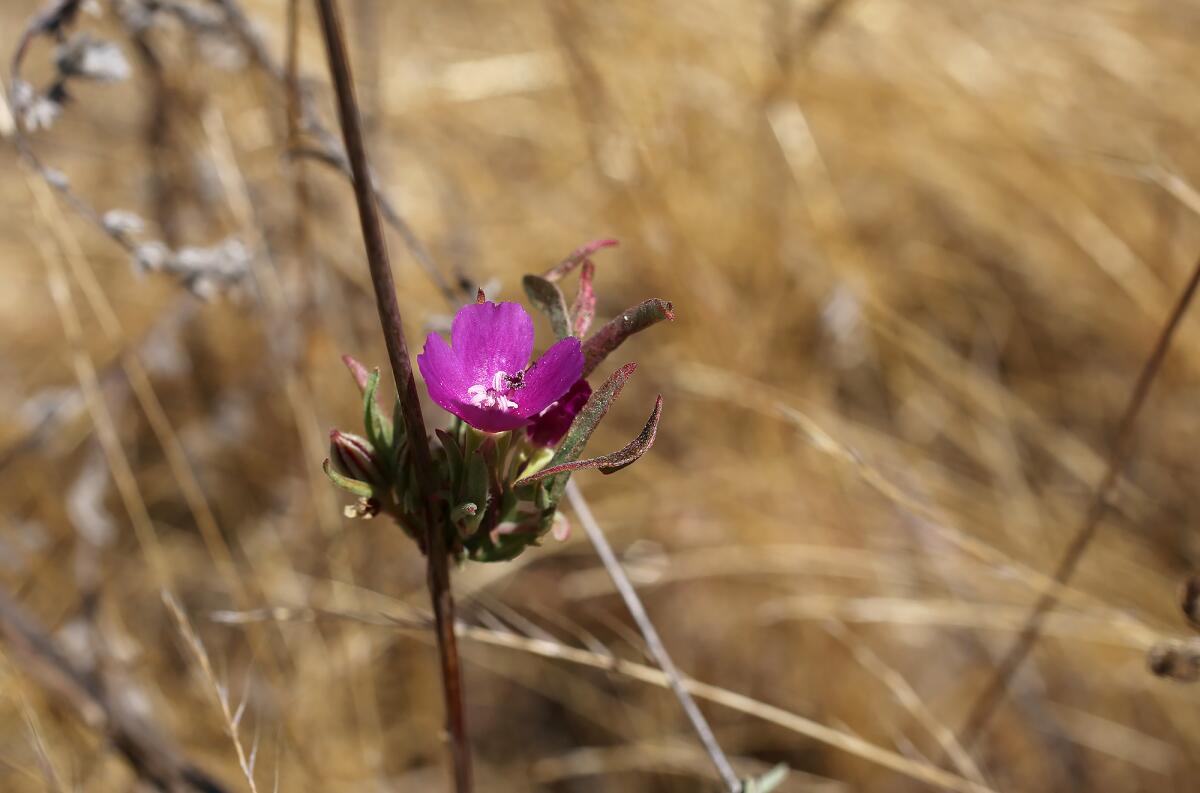 A "farewell-to-spring" flower at the bottom of Bee Flat Canyon.