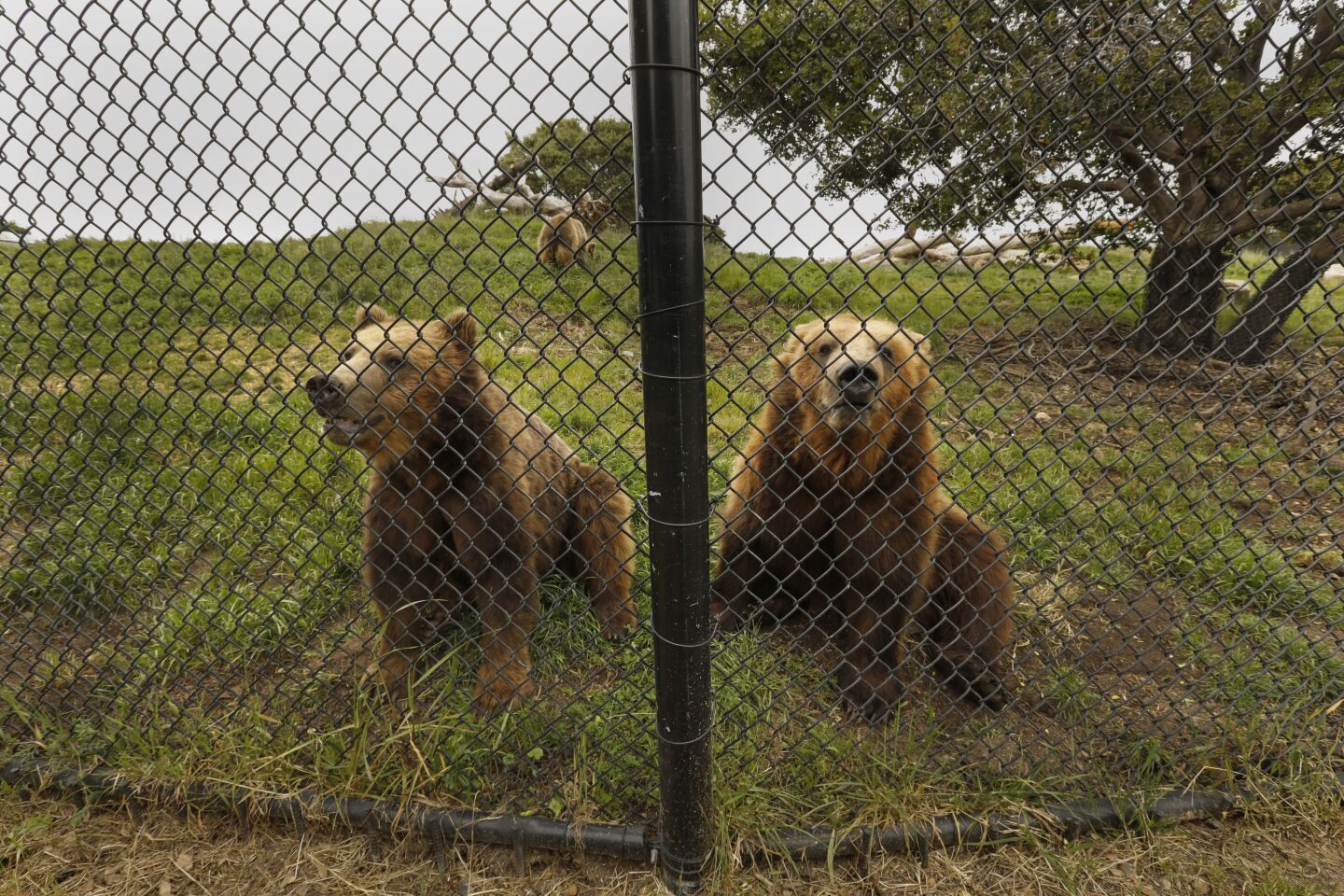 Two grizzly bears rescued from Alaska wait for fruit treats deliver by a slingshot from zoo keeper, Leslie Storer. The Oakland Zoo is closed due to the coronavirus, leaving the zoo without ticket sales. The costs of operating the zoo is 2 million dollars per month.