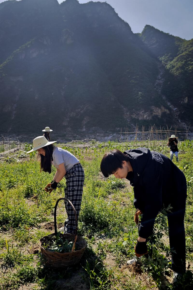 Young people work in a field.