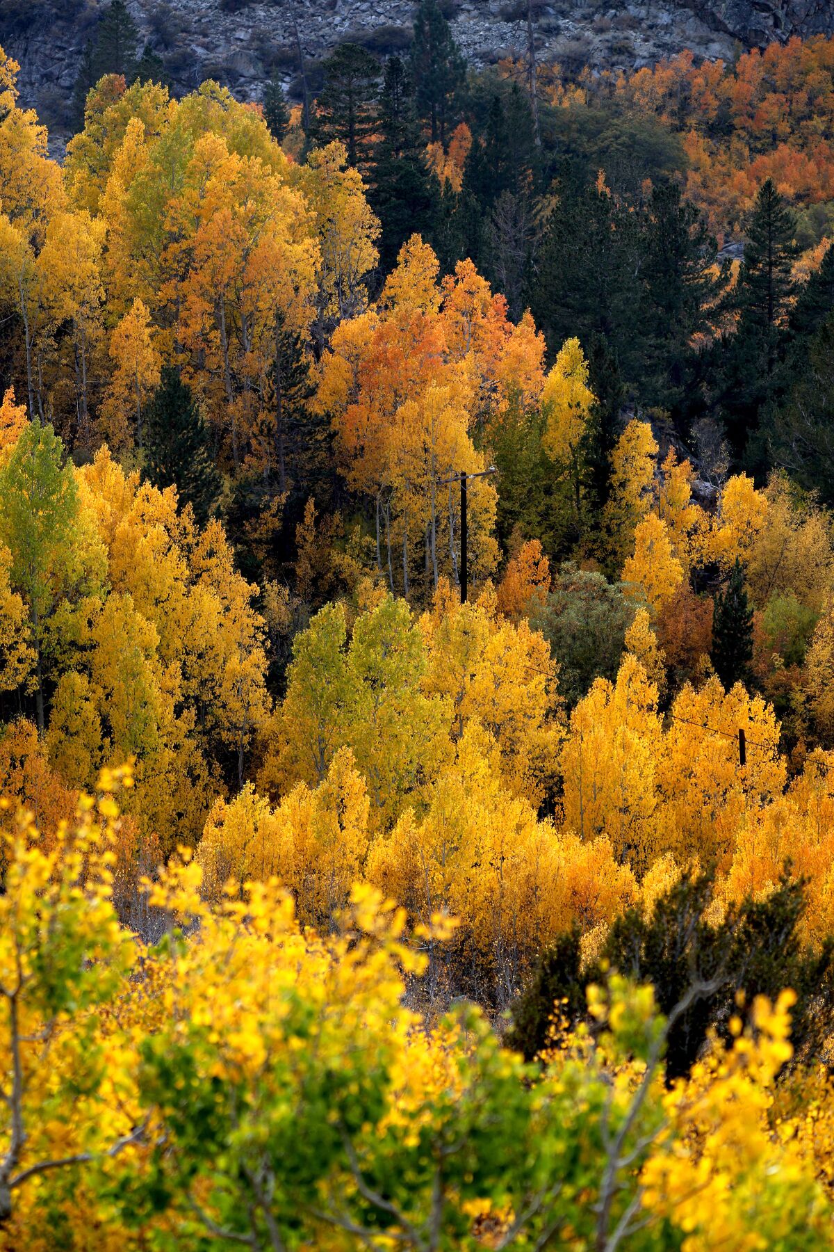 Green, gold, yellow trees near Lake Sabrina.