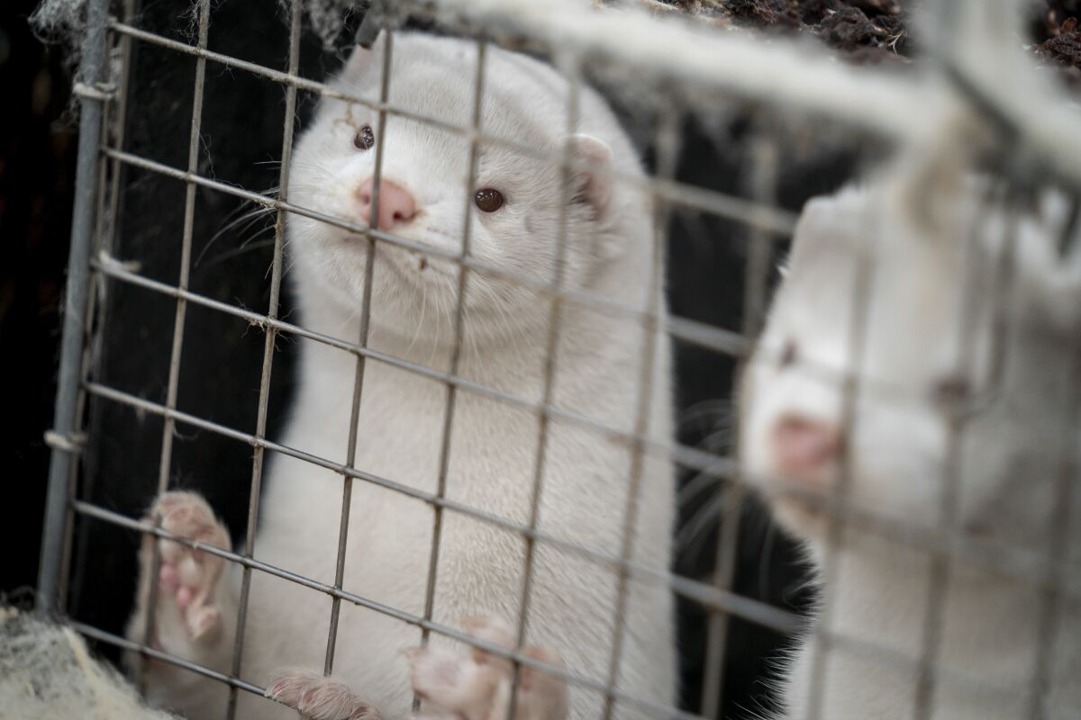 Denmark culled thousands of mink after 11 people were sickened by a mutated version of the coronavirus.