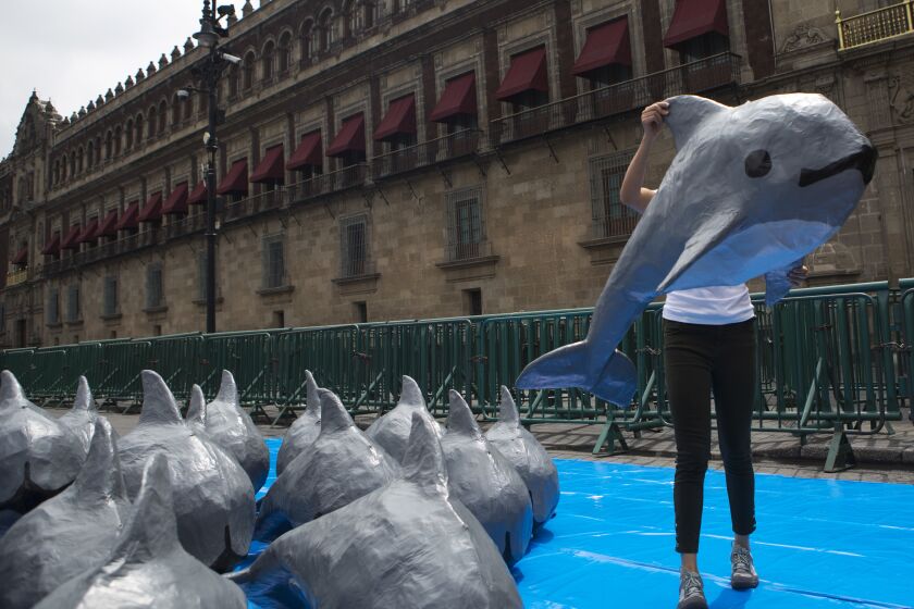 FILE - In this July 8, 2017 file photo, a woman with the World Wildlife Fund carries a paper mache replica of the critically endangered porpoise known as the "vaquita marina" during an event in front of the National Palace calling on the government to take additional steps to protect the world's smallest marine mammal, in Mexico City. The international wildlife body CITES called Monday, March 27, 2023 on member countries to stop trade with Mexico for products linked to sensitive species, such as orchids, cactuses and skins from crocodiles and snakes. (AP Photo/Rebecca Blackwell, File)