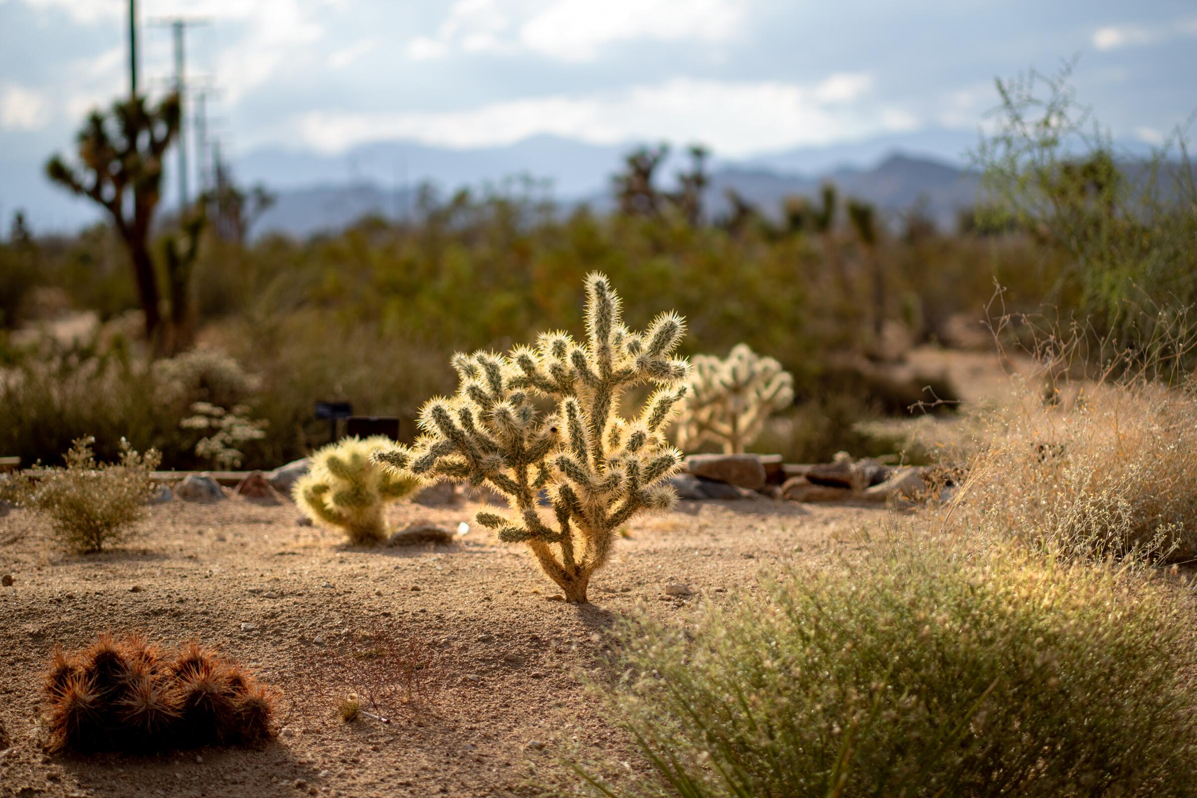Silver cholla cactus glows in the late afternoon light at the Mojave Desert Land Trust's garden in Joshua Tree.
